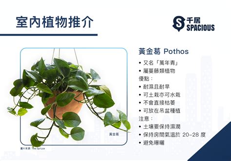 容易養的植物|【室內種植入門】9大超易打理+慳位室內植物！常綠